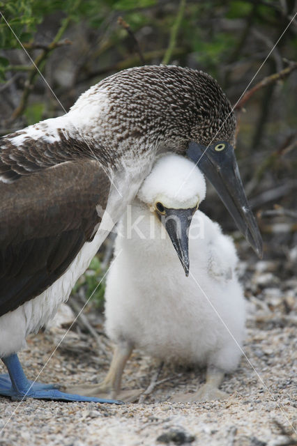 Blue-footed booby (Sula nebouxii)