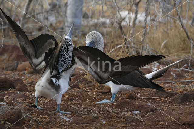 Blue-footed booby (Sula nebouxii)