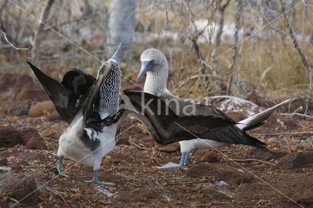 Blue-footed booby (Sula nebouxii)