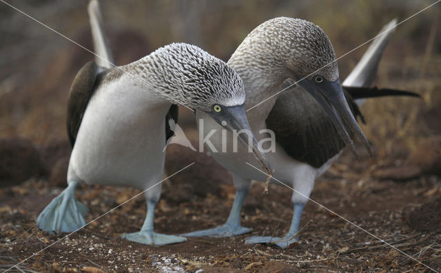 Blue-footed booby (Sula nebouxii)