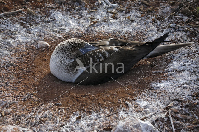 Blue-footed booby (Sula nebouxii)