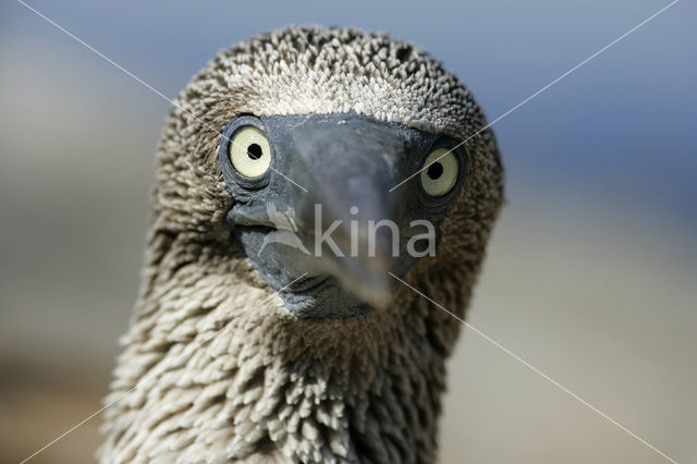 Blue-footed booby (Sula nebouxii)