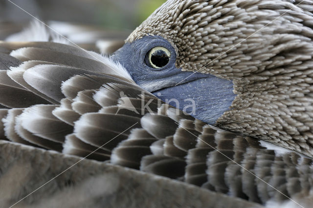 Blue-footed booby (Sula nebouxii)