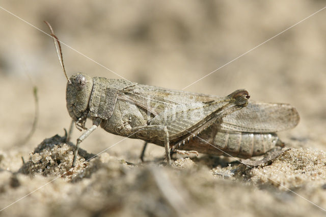 Blauwvleugelsprinkhaan (Oedipoda caerulescens)