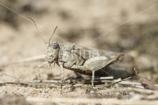 Blauwvleugelsprinkhaan (Oedipoda caerulescens)