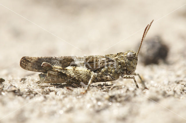 Blauwvleugelsprinkhaan (Oedipoda caerulescens)