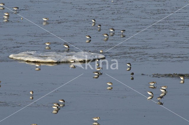 Bonte Strandloper (Calidris alpina)