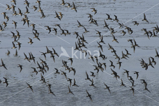 Dunlin (Calidris alpina)