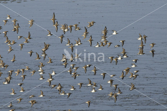 Bonte Strandloper (Calidris alpina)