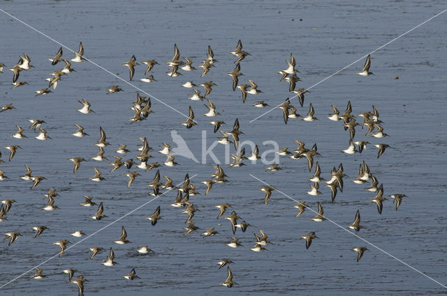 Dunlin (Calidris alpina)