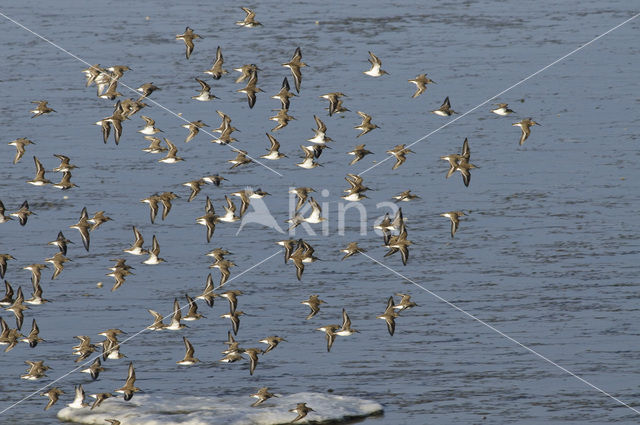 Dunlin (Calidris alpina)