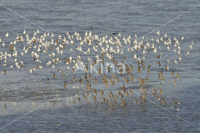 Bonte Strandloper (Calidris alpina)