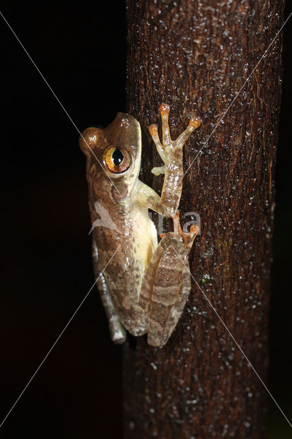 Tree frog (Hyla sp.)