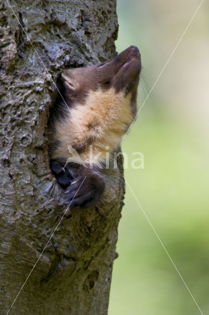Pine Marten (Martes martes)
