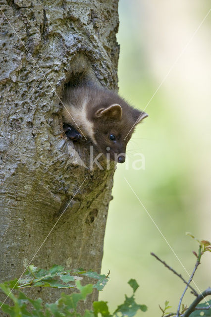 Pine Marten (Martes martes)