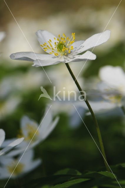 Bosanemoon (Anemone nemorosa)