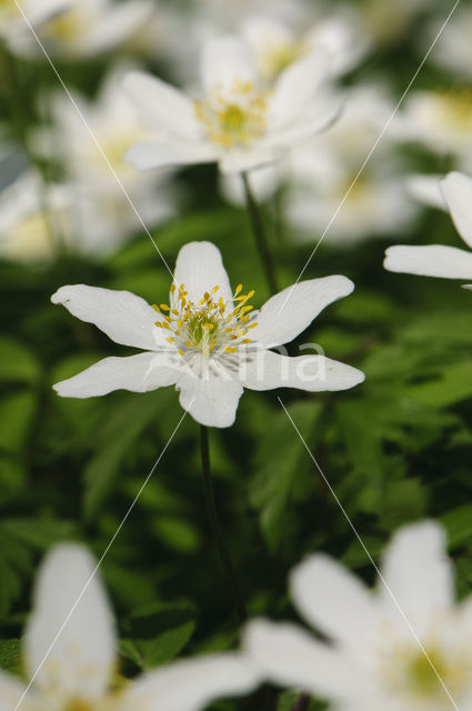 Bosanemoon (Anemone nemorosa)