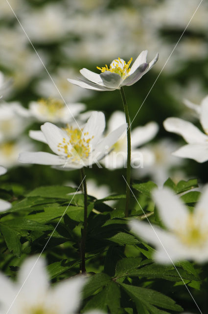 Bosanemoon (Anemone nemorosa)