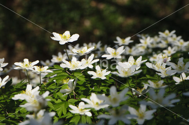 Wood Anemone (Anemone nemorosa)