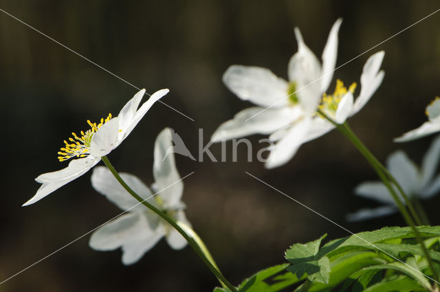 Bosanemoon (Anemone nemorosa)