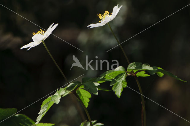 Bosanemoon (Anemone nemorosa)