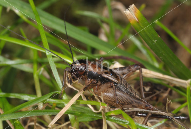 Wood-cricket (Nemobius sylvestris)