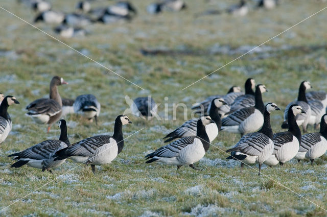 Barnacle Goose (Branta leucopsis)