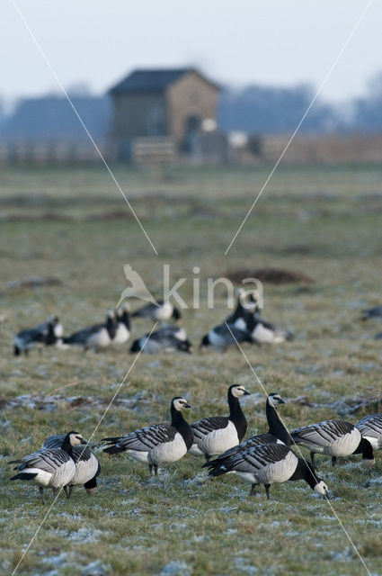 Brandgans (Branta leucopsis)