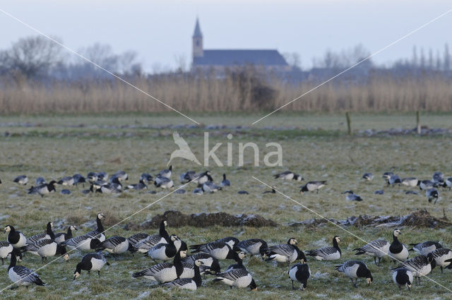 Barnacle Goose (Branta leucopsis)