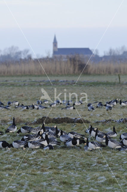 Brandgans (Branta leucopsis)