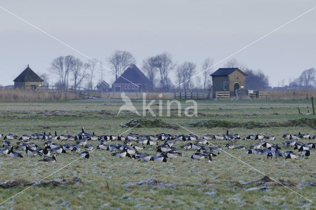 Brandgans (Branta leucopsis)