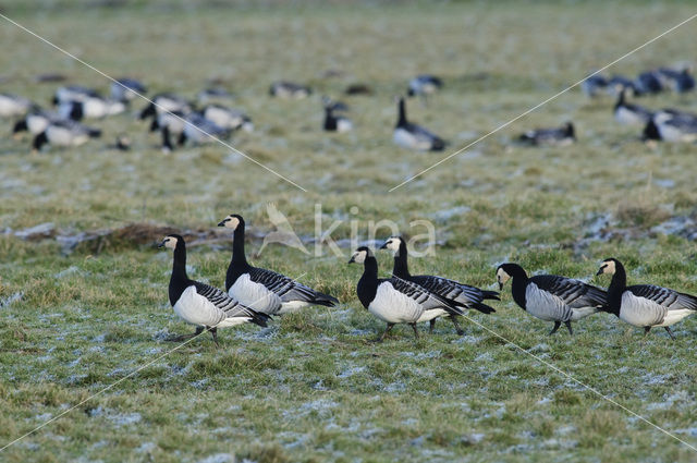 Barnacle Goose (Branta leucopsis)