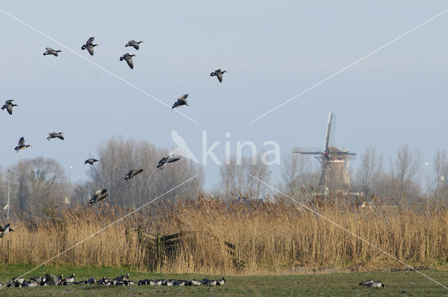 Barnacle Goose (Branta leucopsis)