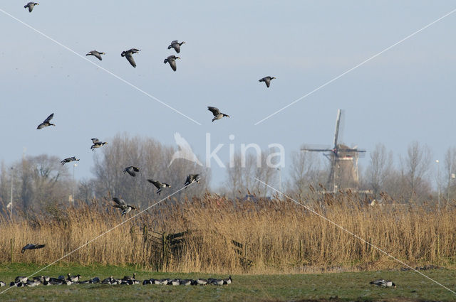 Barnacle Goose (Branta leucopsis)