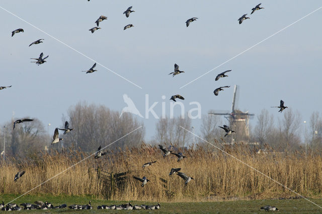 Barnacle Goose (Branta leucopsis)