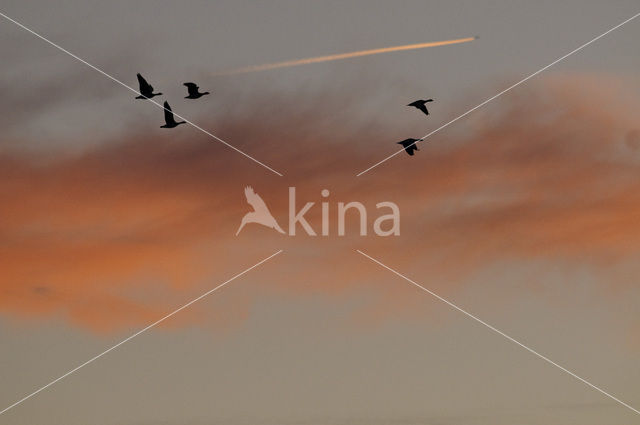 Barnacle Goose (Branta leucopsis)