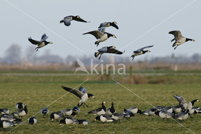 Brandgans (Branta leucopsis)