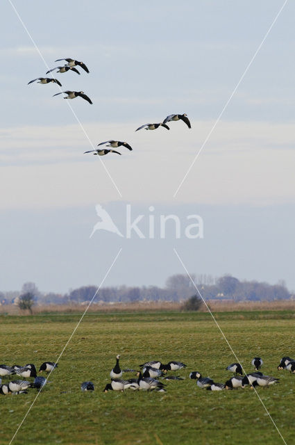 Brandgans (Branta leucopsis)