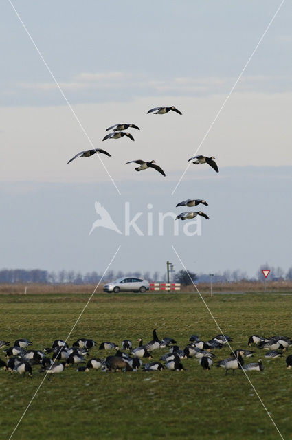 Brandgans (Branta leucopsis)