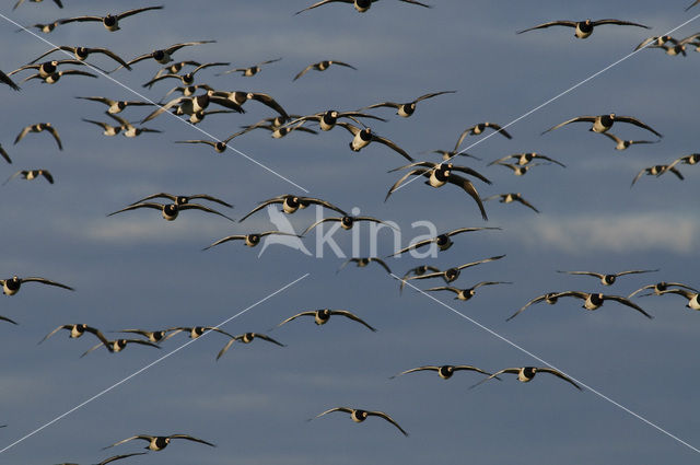 Brandgans (Branta leucopsis)