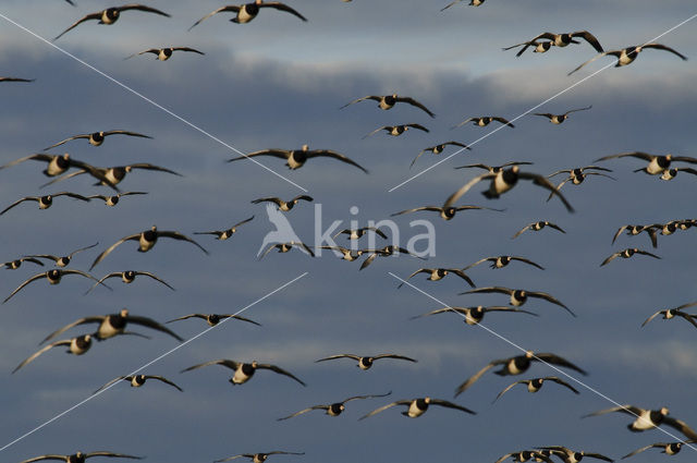 Barnacle Goose (Branta leucopsis)
