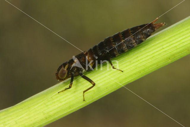 Bruine glazenmaker (Aeshna grandis)