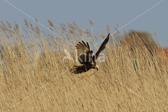 Marsh Harrier (Circus aeruginosus)