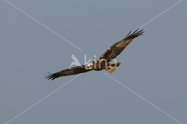 Marsh Harrier (Circus aeruginosus)