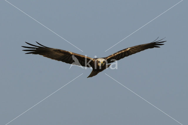 Bruine Kiekendief (Circus aeruginosus)