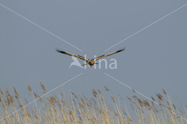 Bruine Kiekendief (Circus aeruginosus)