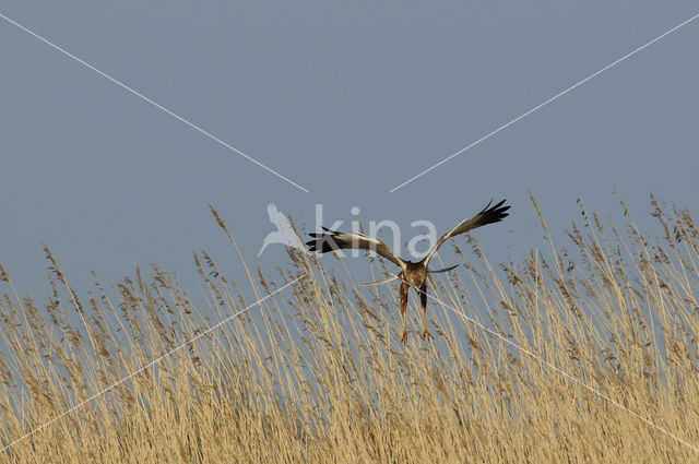 Marsh Harrier (Circus aeruginosus)