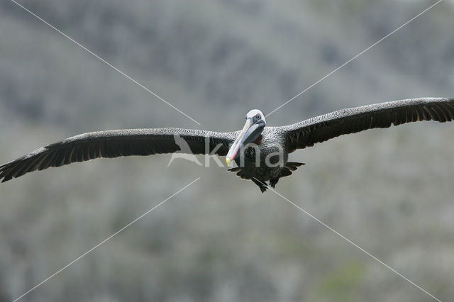 Brown pelican (Pelecanus occidentalis urinator)