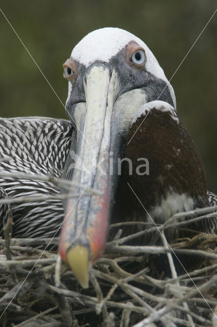 Bruine pelikaan (Pelecanus occidentalis urinator)