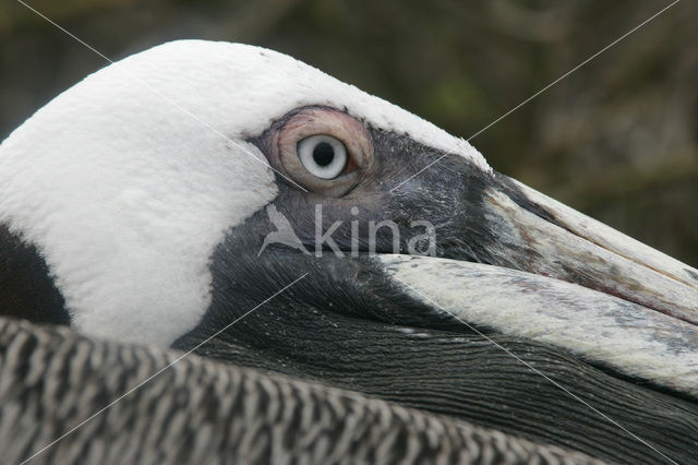 Brown pelican (Pelecanus occidentalis urinator)